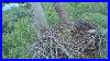 May-31-2025-Scout-Brings-Small-Fish-To-The-Nest-His-Dark-Patch-Still-Visible-Nctc-Bald-Eagles-01-obaj